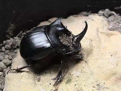 娱乐吃瓜酱屎壳郎,吃瓜酱屎壳郎的趣味人生